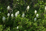 Xerophyllum asphodeloides- Turkeybeard