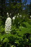 Xerophyllum asphodeloides- Turkeybeard