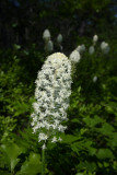 Xerophyllum asphodeloides- Turkeybeard