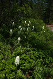 Xerophyllum asphodeloides- Turkeybeard