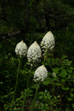Xerophyllum asphodeloides- Turkeybeard