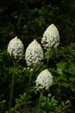 Xerophyllum asphodeloides- Turkeybeard