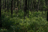 Xerophyllum asphodeloides- Turkeybeard (habitat shot)