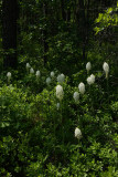 Xerophyllum asphodeloides- Turkeybeard