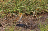 Salt Marsh Sparrow (formerly Saltmarsh Sharp-tailed Sparrow)