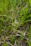 Spiranthes lucida- Shining Ladies Tresses