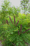 Amorpha fruticosa- False Indigo