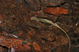 Northern Two-lined Salamander