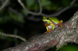 Pine Barrens Treefrog