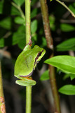 Pine Barrens Treefrog