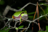 Pine Barrens Treefrog