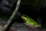 Pine Barrens Treefrog