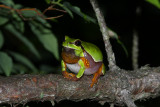 Pine Barrens Treefrog