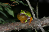 Pine Barrens Treefrog