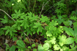 Lygodium palmatum (Climbing Fern)