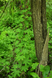 Lygodium palmatum (Climbing Fern)