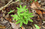 Lygodium palmatum (Climbing Fern)