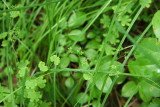 Lygodium palmatum (Climbing Fern)