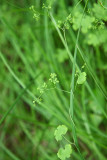 Lygodium palmatum (Climbing Fern)