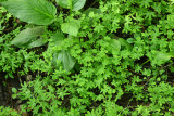 Lygodium palmatum (Climbing Fern)
