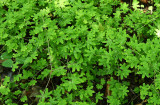Lygodium palmatum (Climbing Fern)