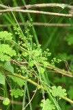 Lygodium palmatum (Climbing Fern)