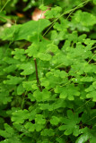 Lygodium palmatum (Climbing Fern)