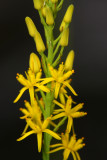 Narthecium americanum- Bog Asphodel