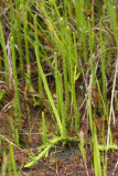 Lycopodiella appressa (Southern Bog Clubmoss)