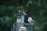 Juvenile Red-bellied Woodpecker