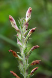 Schwalbea americana- American Chaffseed