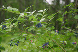 Vaccinium corymbosum- Highbush Blueberry