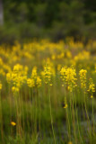 Narthecium americanum- Bog Asphodel