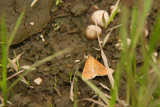 IMG_9335.jpg