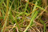 IMG_9337.jpg