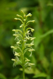 Platanthera lacera- Ragged Fringed Orchid