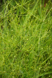 Alisma subcordatum- Small Water Plantain