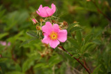 Rosa palustris- Swamp Rose