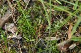 Schizaea pusilla- Curly Grass Fern