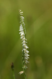 Spiranthes vernalis- Spring Ladys Tresses