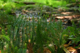 Lycopodium annotinum- Stiff Clubmoss