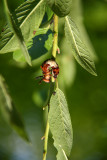 Viceroy caterpillar