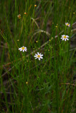 Coreopsis rosea- Rose Coreopsis (Pink Tickseed)