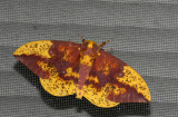 Imperial Moth