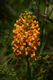 Platanthera ciliaris- Orange Fringed Orchid