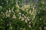 Clethra alnifolia- Sweet Pepperbush