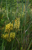 Platanthera x bicolor- Bicolor Fringed Orchid