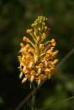 Platanthera ciliaris- Orange Fringed Orchid