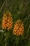Platanthera ciliaris- (Orange Fringed Orchid)