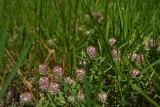 Polygala cruciata- Cross-leaved Milkwort